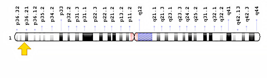 MTHFR gene location on chromosome 1