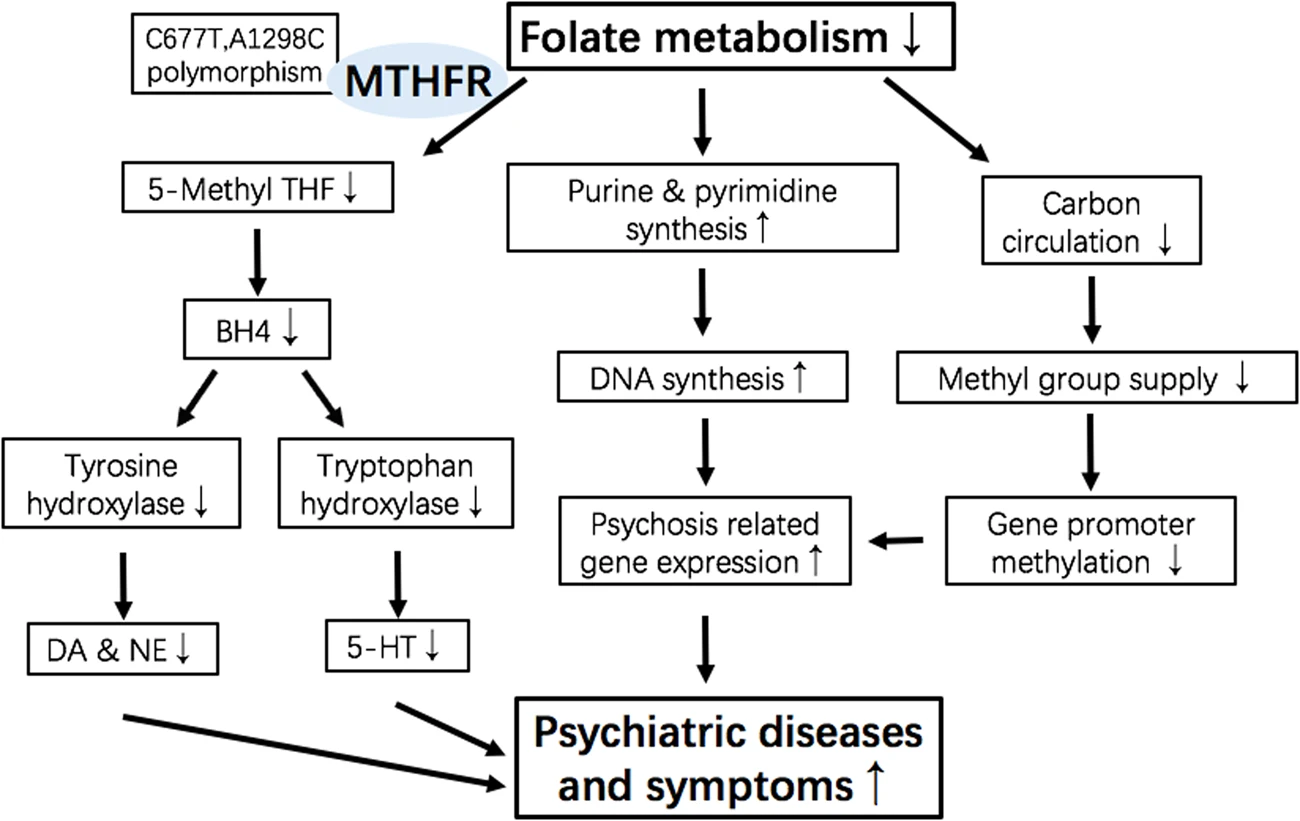 decision tree diagram of folate metabolism simplified