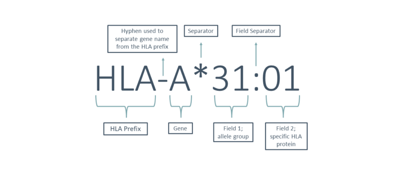 HLA-A & HLA-B Gene Spotlight - Genomind