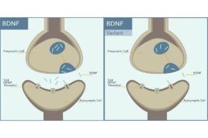 BDNF and BDNF Variant