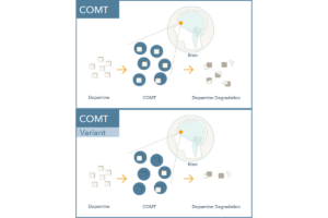 COMT and COMT Variant