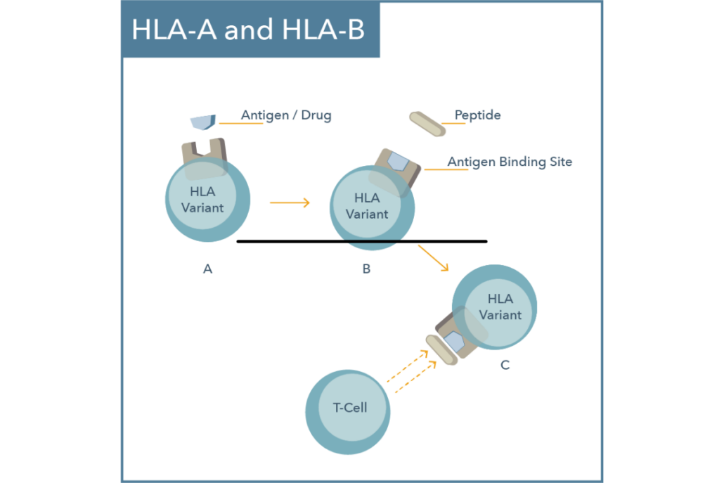 HLA-A and HLA-B