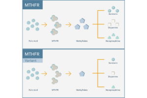 MTHFR and MTHFR Variant