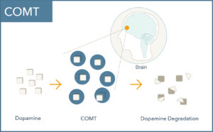 COMT gene and dopamine function