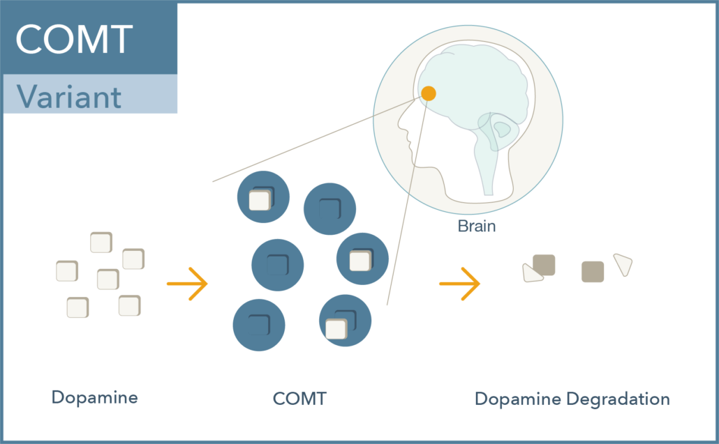 COMT gene variant and dopamine