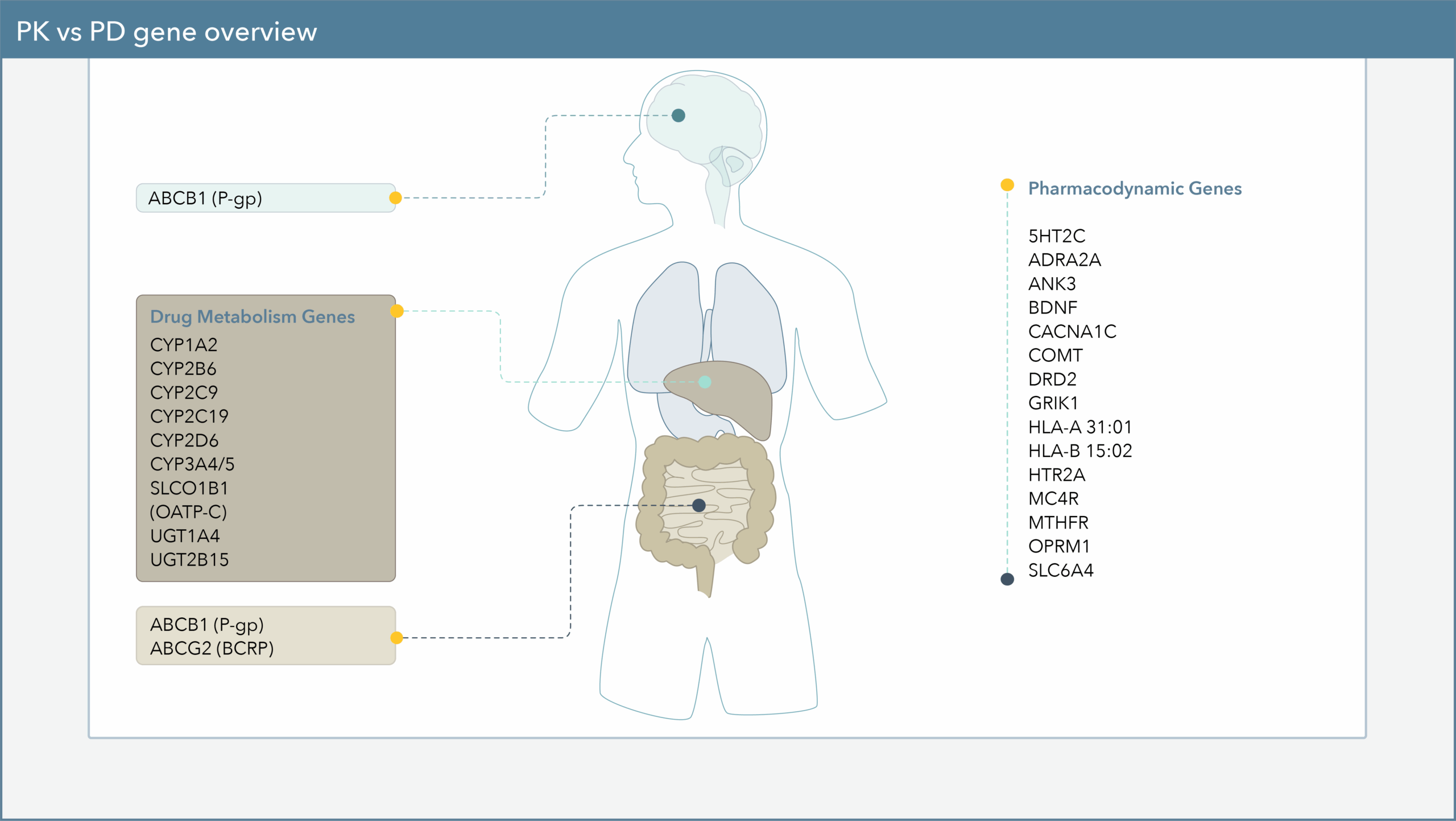 Pharmacodynamic genes listed next to anatomical image